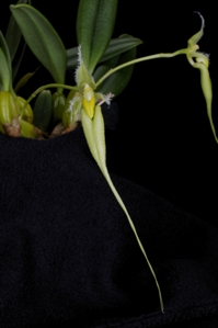 Bulbophyllum fascinator var. alba ‘Green Dragon’ CHM/AOS 82 pts.
